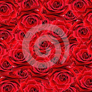 Red rose pattern
