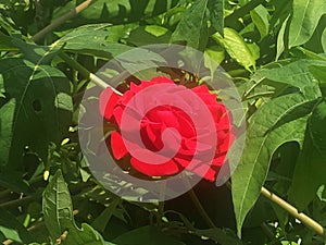 Red Rose at Peak