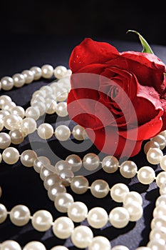 Red Rose and Pearls