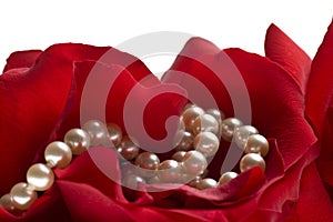 Red rose with pearls isolated on white background