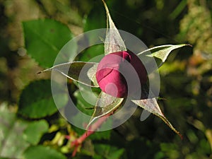 Red rose pentacle star photo