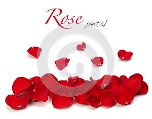 Red rose petal photo