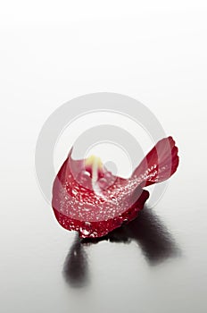 Red rose petal