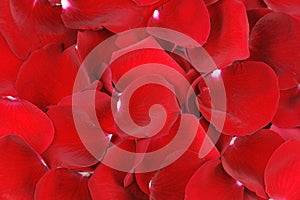 Red rose petal background for design