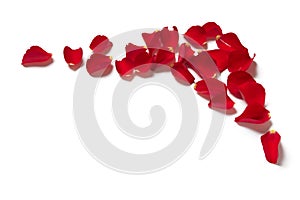 Red rose petal border