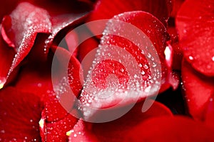 Red Rose Petal Closeup