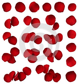 Red rose petal collection isolated