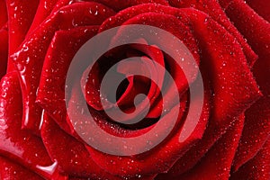 Red rose petal with drop