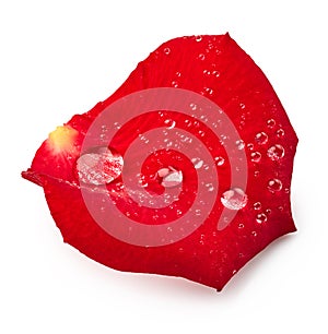 Red rose petal with drops of water