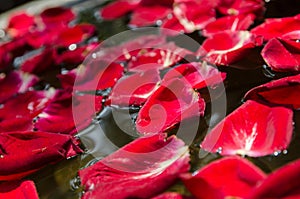 The red rose petal is floating on water