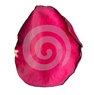 Red rose petal isolated on white