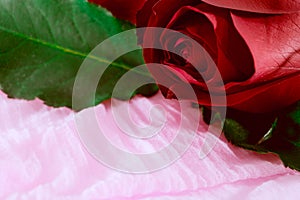 Red rose petal on pink fabric