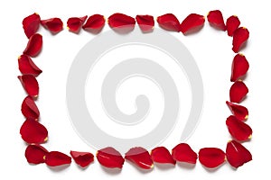 Red rose petal square border