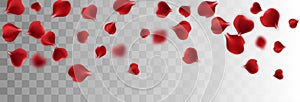 Red rose petal transparent background