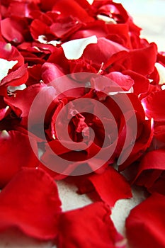 Red rose petals