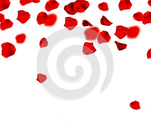 Red Rose Petals