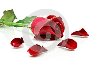 Red rose with petals