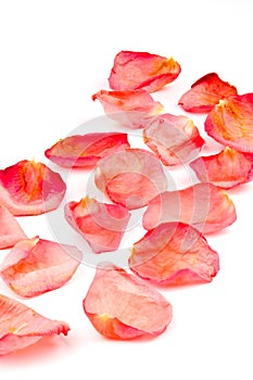 Red rose petals