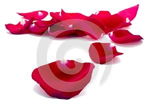 Red rose petals