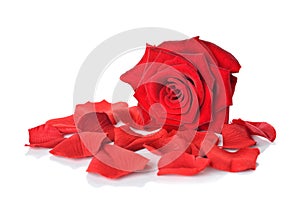 Red rose and petals