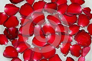 Red Rose petals abstract background on water for spa