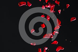 Red Rose Petals on Black Background