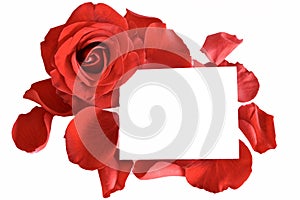 Red rose and petals with card