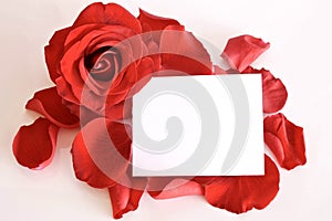 Red rose and petals with card and space for text