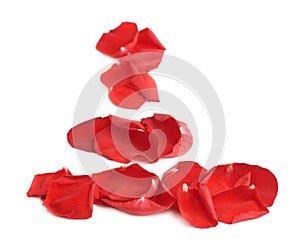 Red rose petals composition