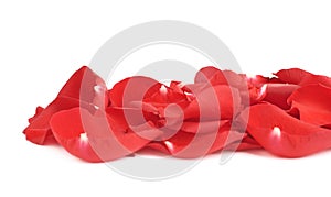 Red rose petals composition