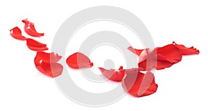 Red rose petals composition isolated