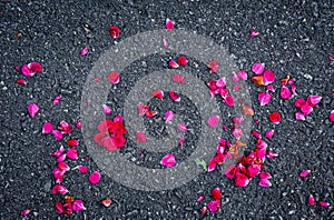 Red rose petals on concrete road surface