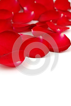 Red rose petals with copyspace