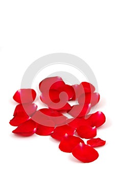 Red rose petals with copyspace