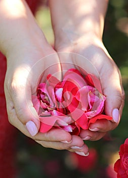 Red rose petals in female hands foreground. Floristics, flowers