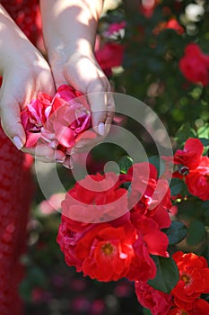 Red rose petals in female hands foreground. Floristics, flowers