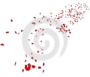 Red rose petals fly in the air