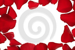 Red rose petals frame border, white copy space