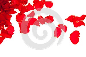 Red rose petals isolated