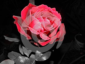 Red rose petals monochrome background