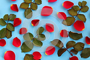 Red rose petals scattered on a blue background