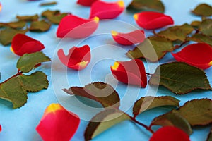 Red rose petals scattered on a blue background