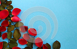 Red rose petals scattered on a blue background