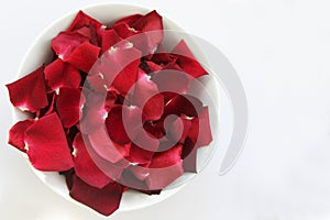 Red Rose Petals with space for text