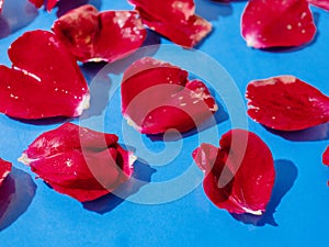 Red rose petals in water beads on a rich blue background. Abstract love theme background