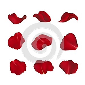 Red rose petals on white