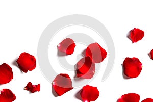 Red rose petals on white background