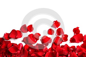 Red rose petals on white background