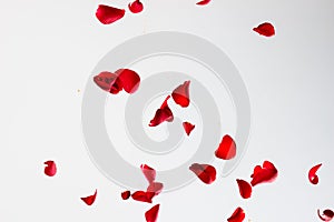 Red Rose Petals on White Background