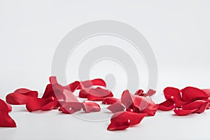 Red rose petals on white background